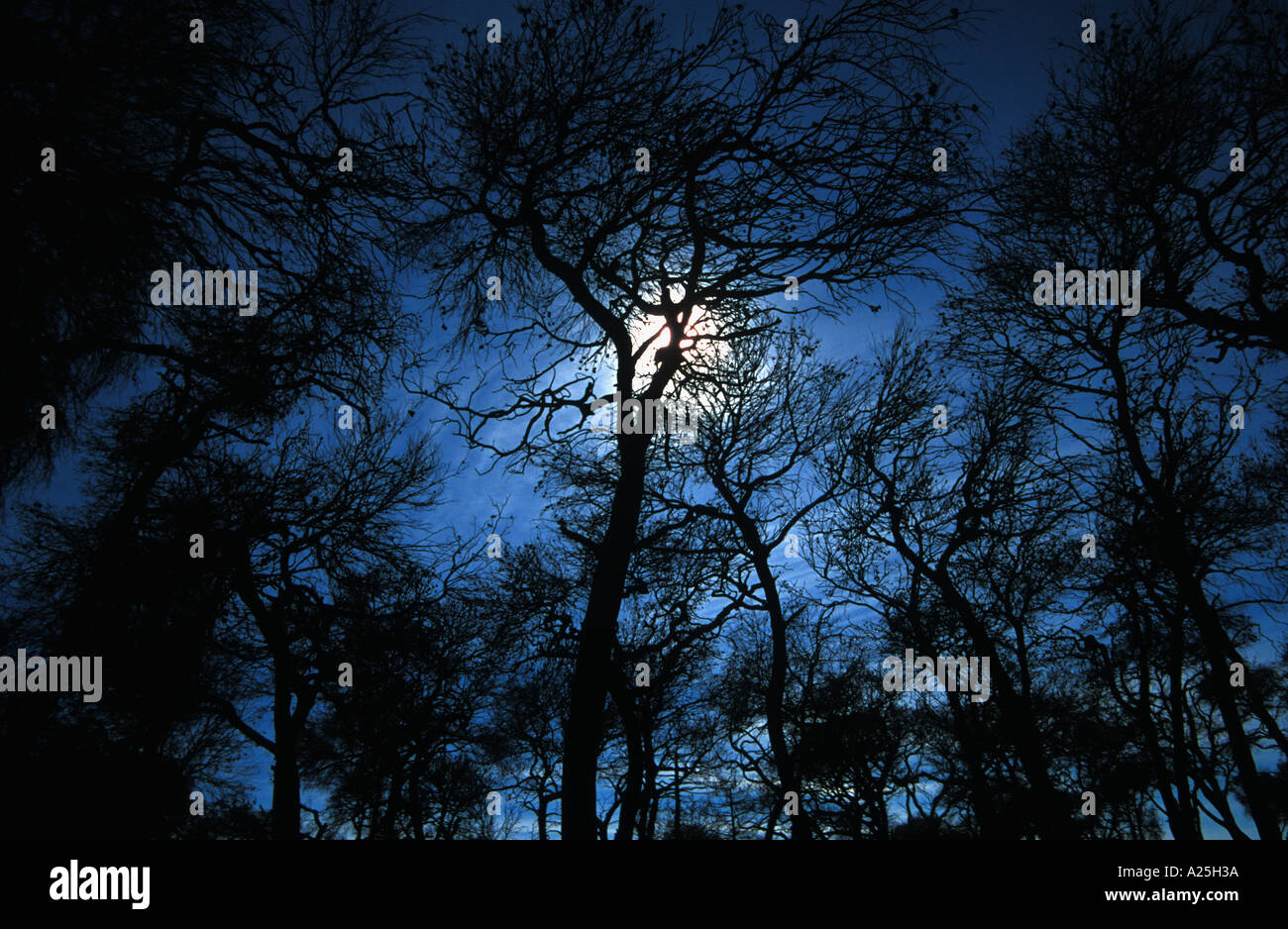 Haunted legno durante la luna piena Foto Stock