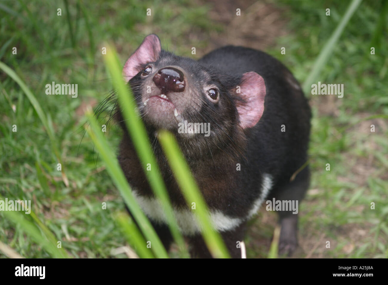 Un diavolo della Tasmania SARCOPHILUS HARRISI Foto Stock