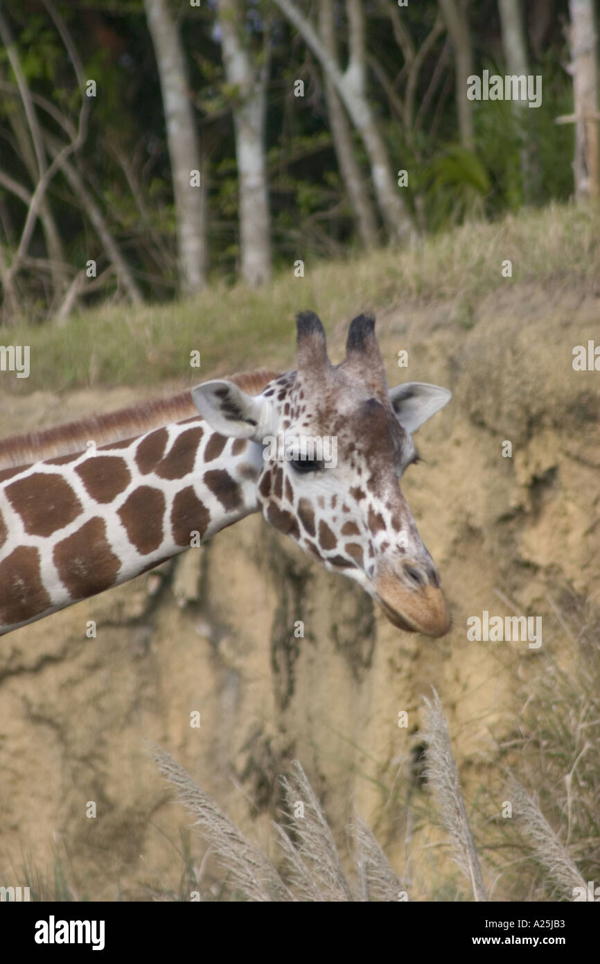 Giraffa presso Disney s Regno Animale di Orlando in Florida Foto Stock