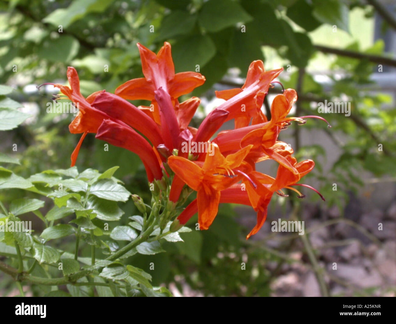 Caprifoglio del capo (Tecomaria capensis, Tecoma capensis), fiori Foto Stock