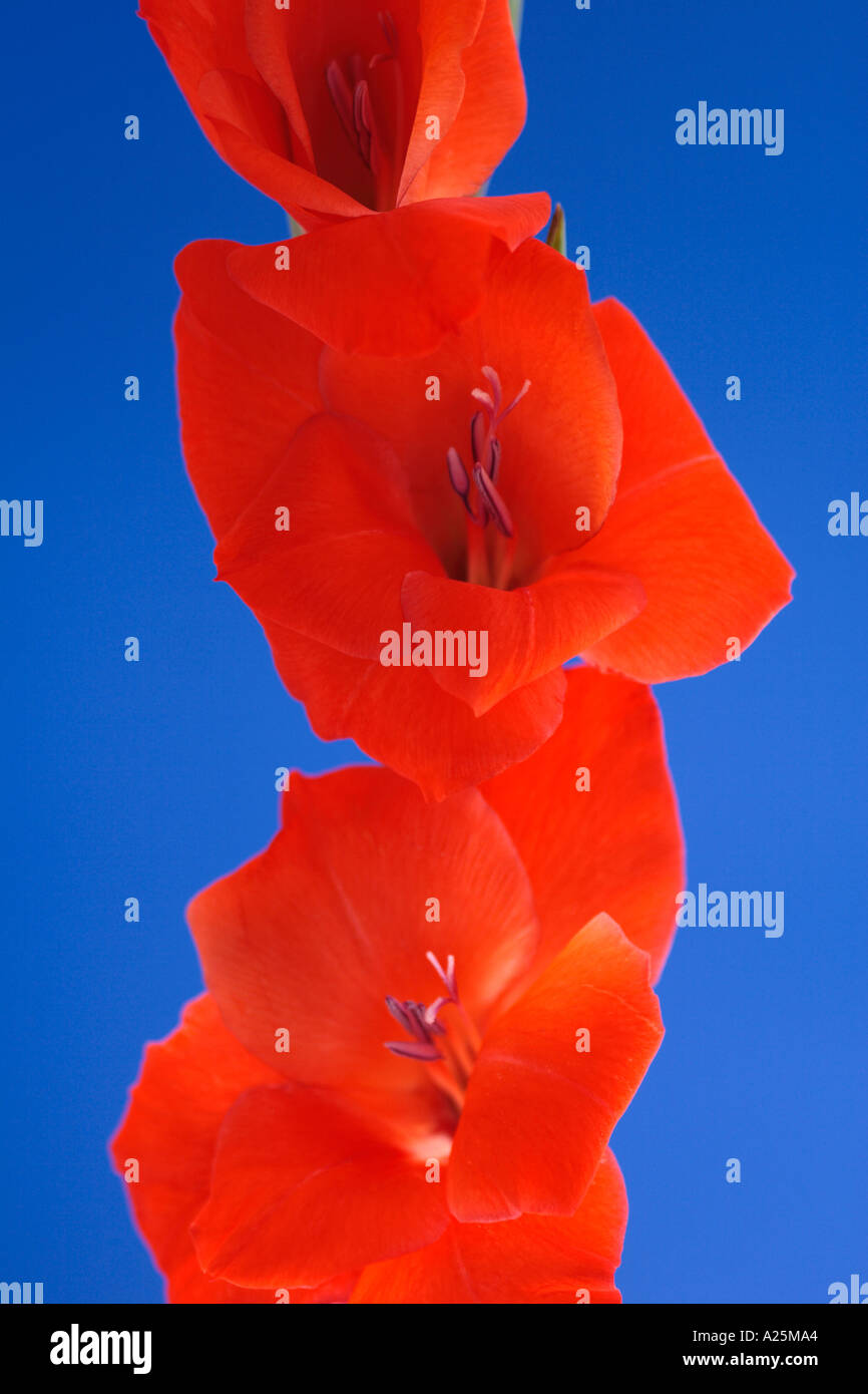 Rosso arancione Gladiolus contro sfondo blu Foto Stock