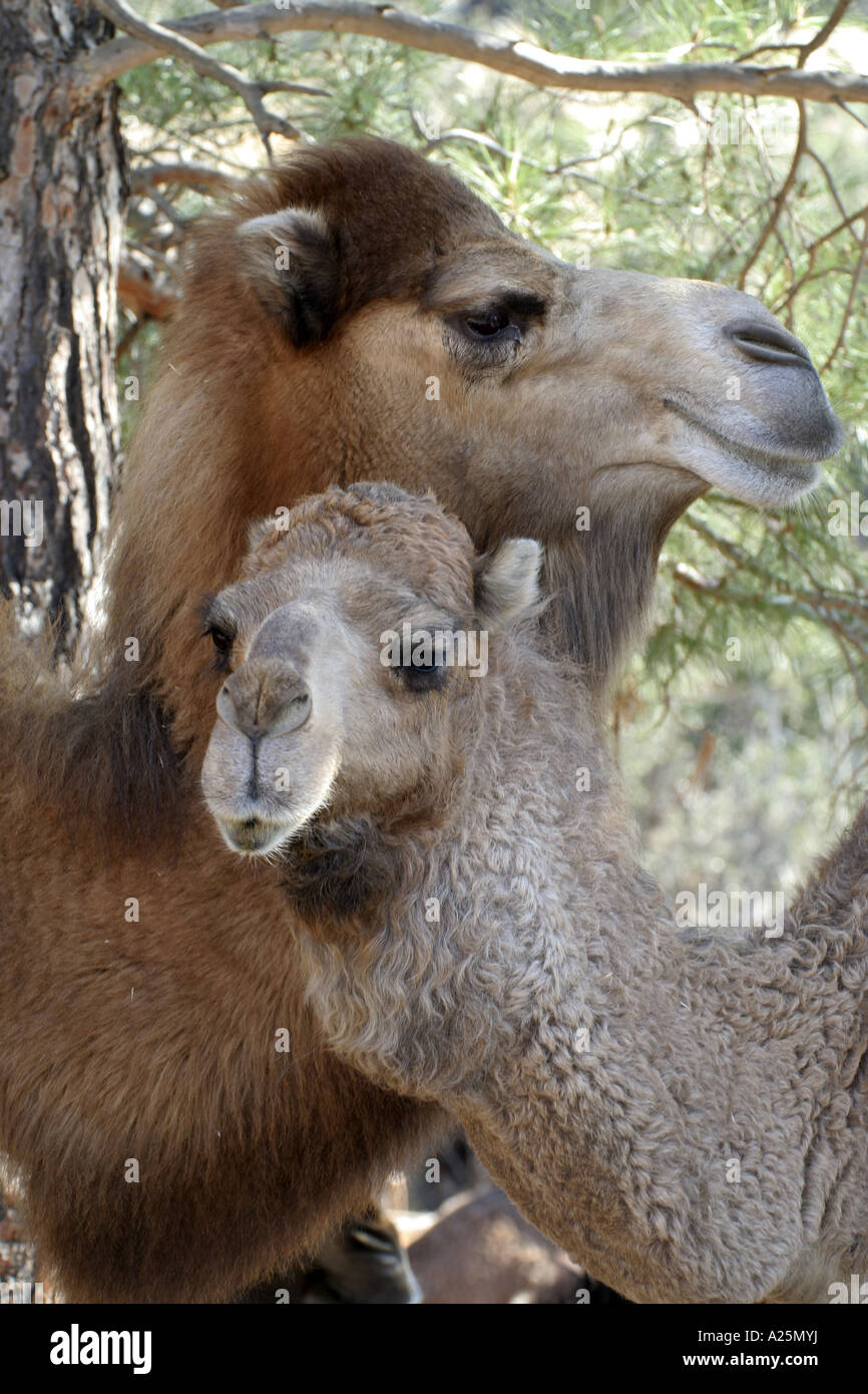 Dromedario, one-humped camel (Camelus dromedarius), stallone e mare, Turchia, Aegaeis Foto Stock
