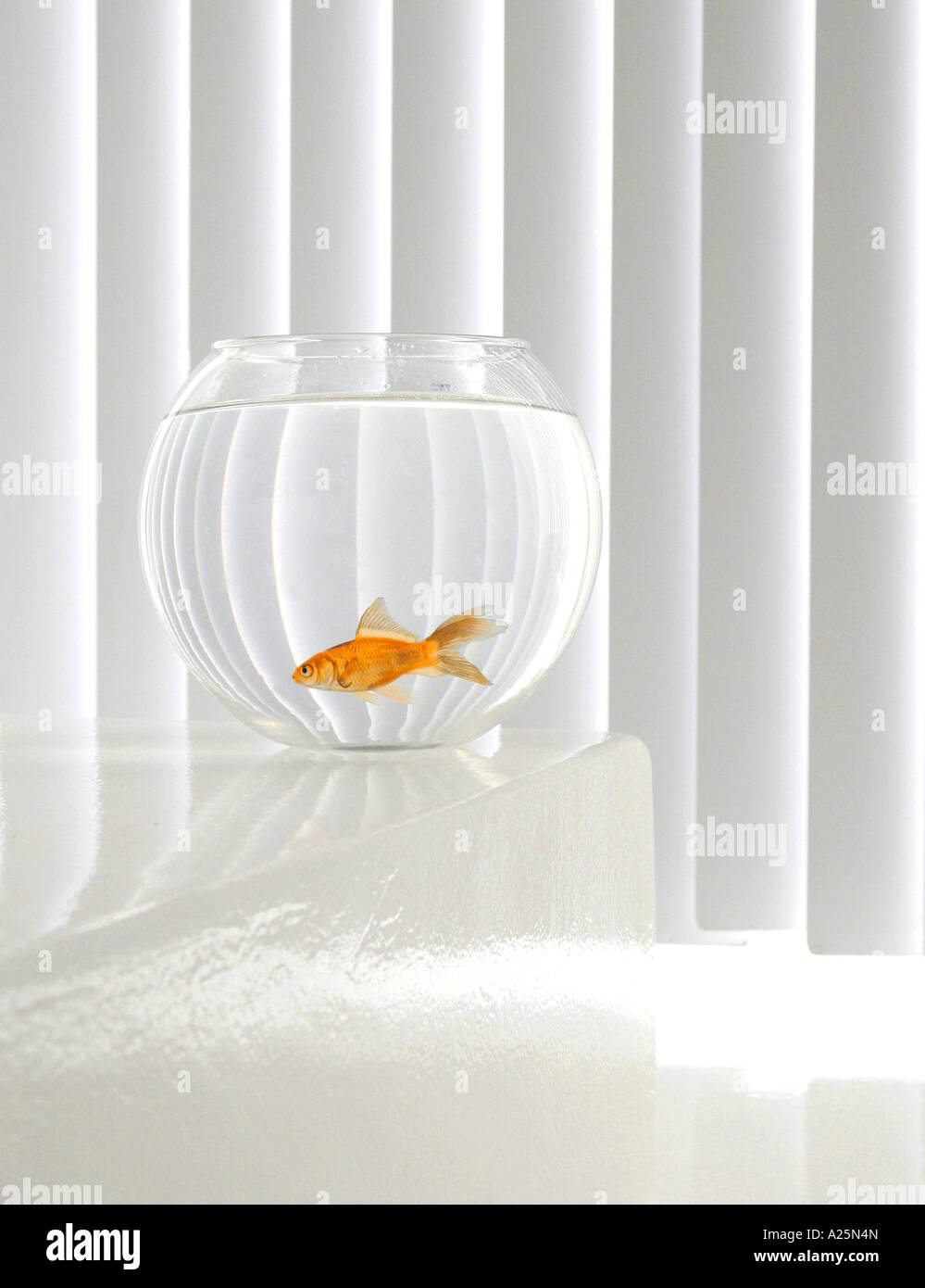 Goldfish, carpa comune (Carassius auratus), singolo animale in un pesciolino in vetro di fronte a uno sfondo bianco Foto Stock