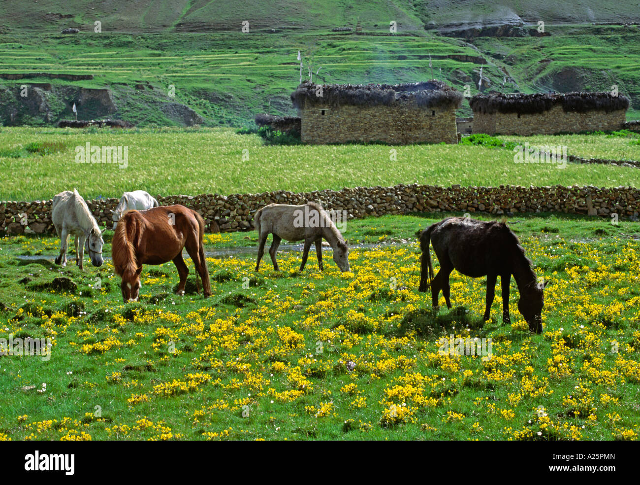 I cavalli pascolano nei campi pieni di fiori selvaggi vicino ad un ruscello e campi di orzo nel fare TARAP VALLEY QUARTIERE DOLPO NEPAL Foto Stock