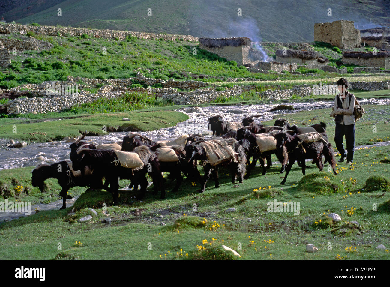 Un ragazzo DOLPO allevamenti di capre trasportare un carico oltre il fiume TARAP e fare villaggio nel fare TARAP VALLEY QUARTIERE DOLPO NEPAL Foto Stock