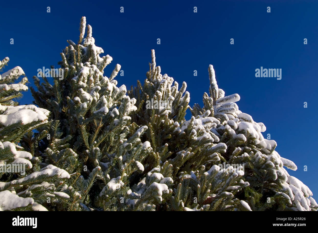 Ile Sainte-Helene, Parc des Iles, Montreal, Quebec, Canada Foto Stock