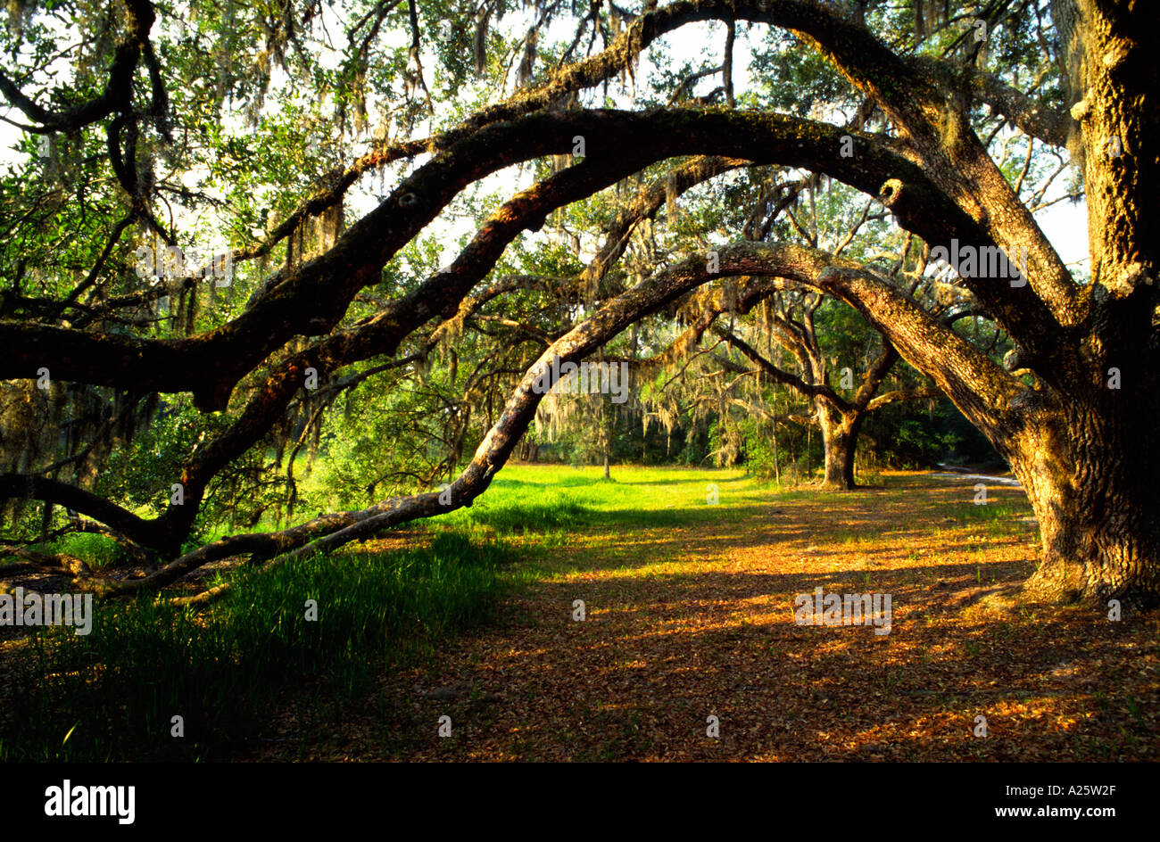 Live Oaks sul percorso in Florida Foto Stock