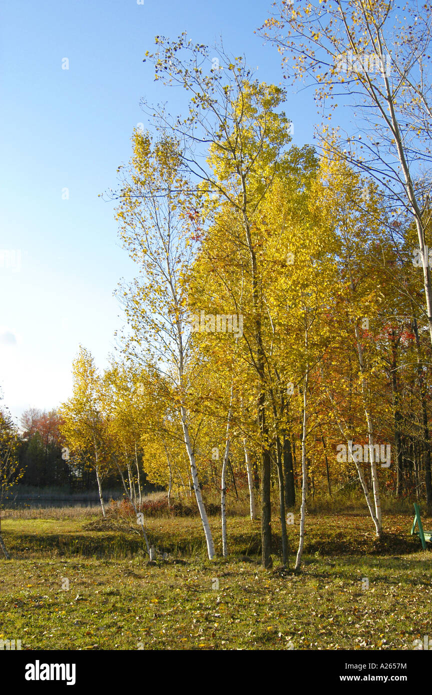 I colori dell'autunno nel sud-est Michigan mi vicino a Detroit Foto Stock