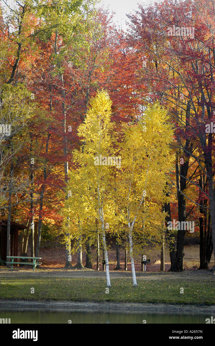 I colori dell'autunno nel sud-est Michigan mi vicino a Detroit Foto Stock