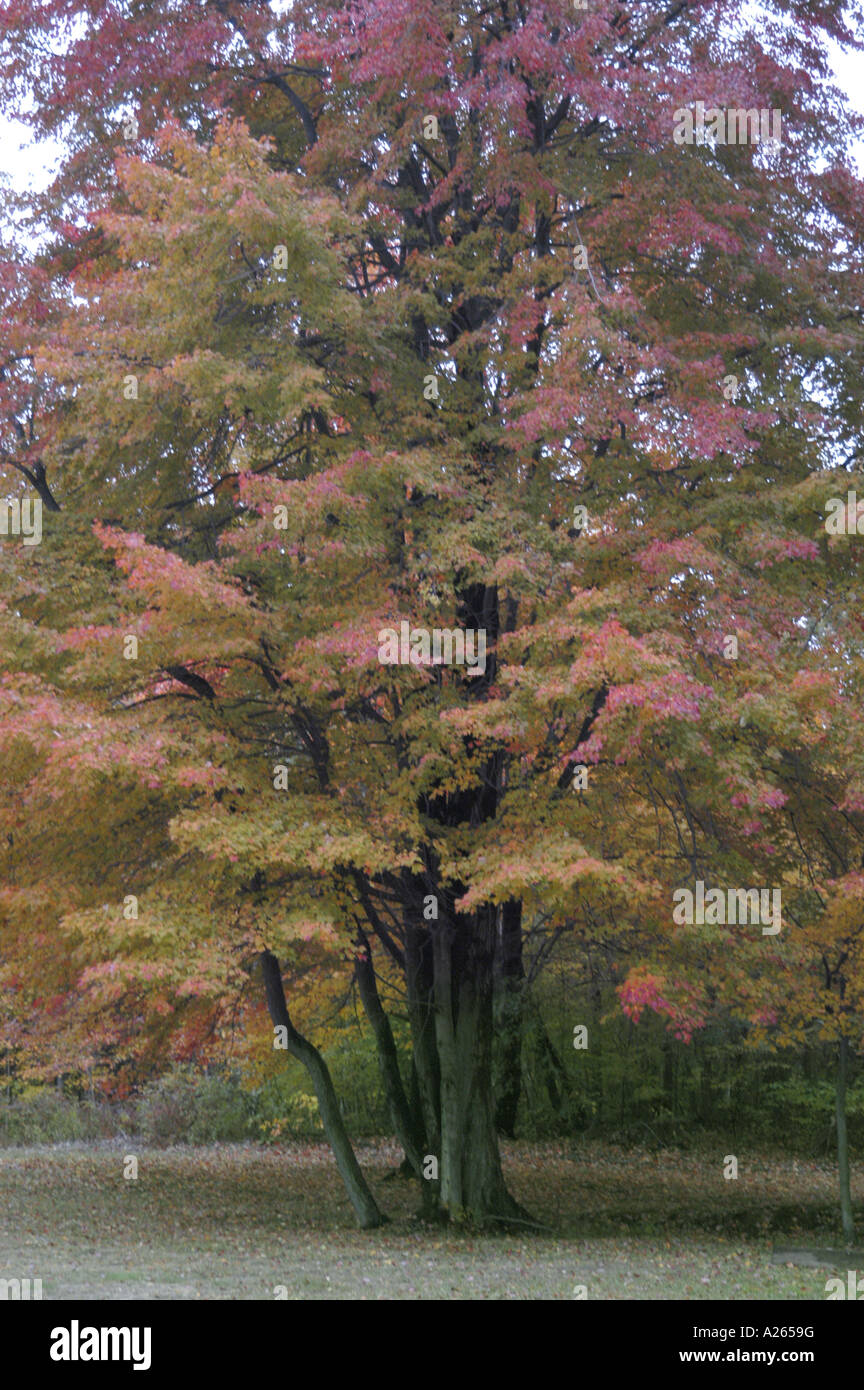 I colori dell'autunno nel sud-est Michigan mi vicino a Detroit Foto Stock