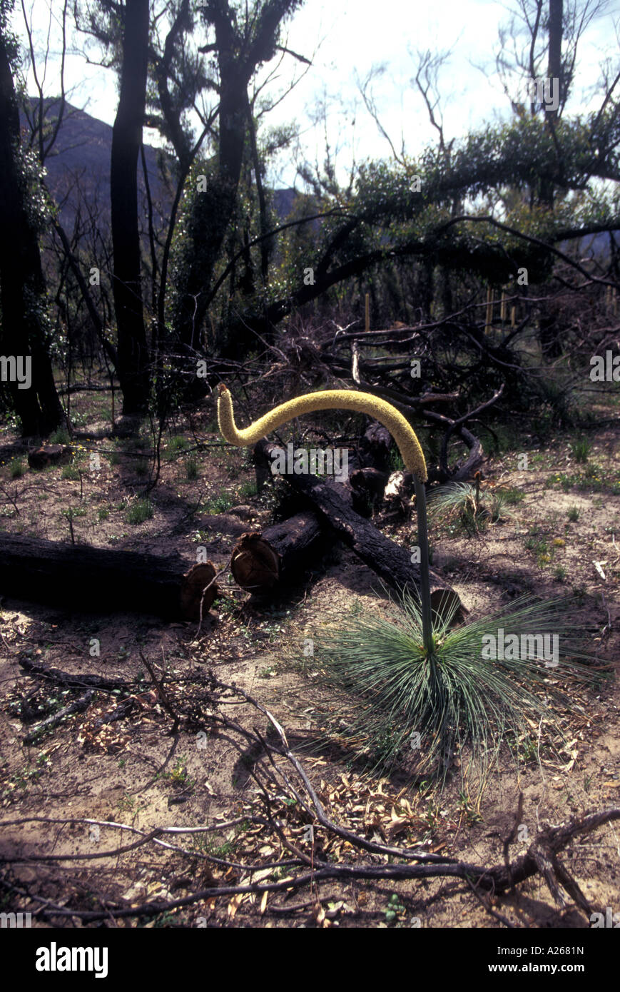 Xanthorrhoea - balga, erba tree. Slang blackboy dalla parola Aborigena per il ragazzo. Australia. Grampian National Park dopo 2006 fire. Foto Stock