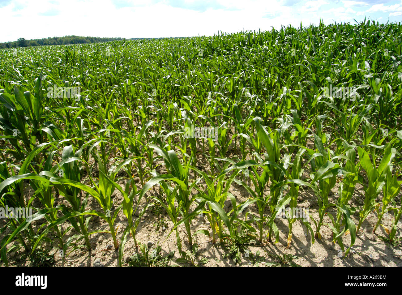 Campo di grano vicino a Rochester Minnesota MN Foto Stock