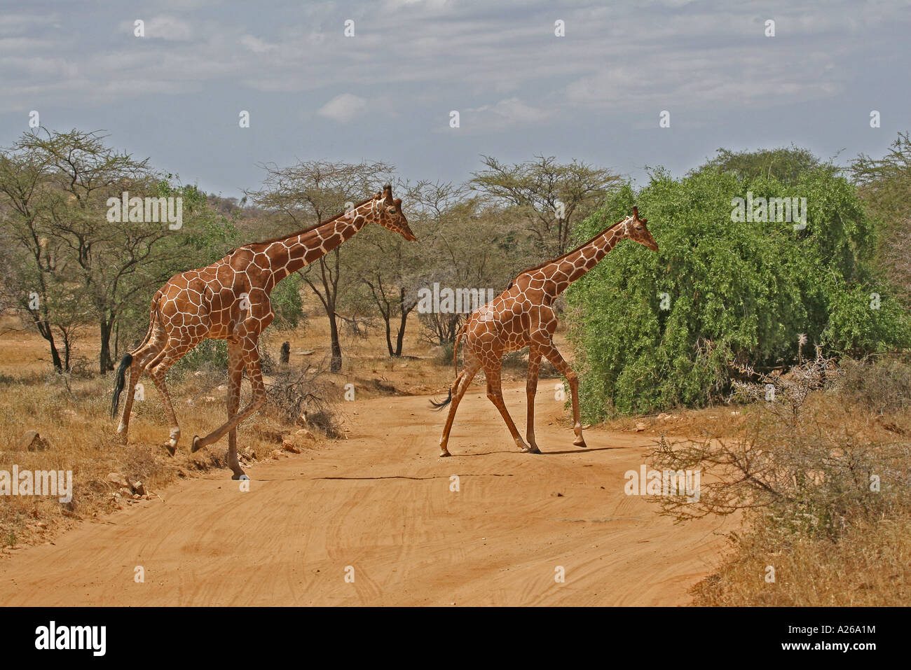 Traliccio giraffa - Samburu, Kenya. Foto Stock