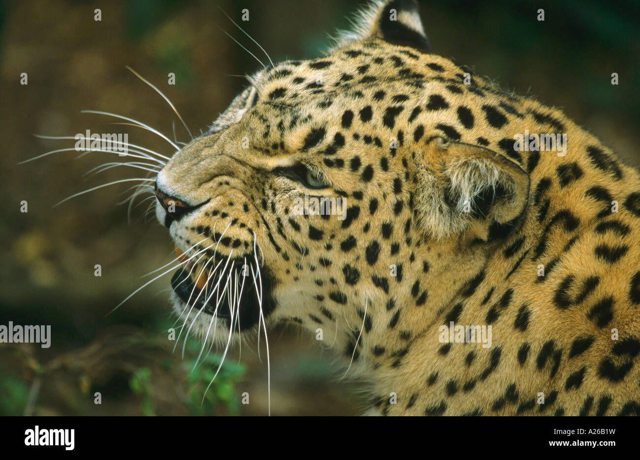 Leopard persiano Panthera pardus ululano Foto Stock