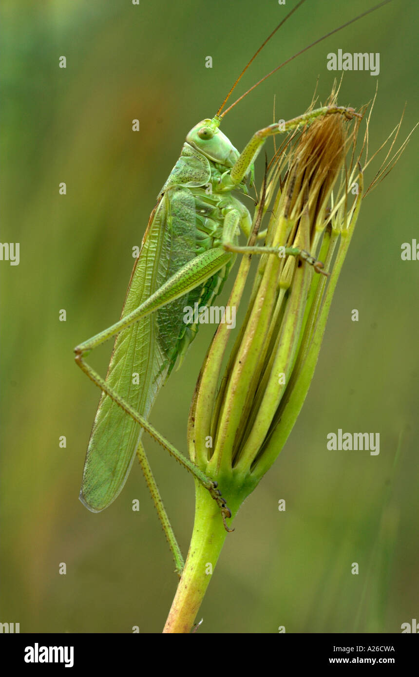 Grande macchia verde cricket Tettigonia viridissima Provence Francia Foto Stock