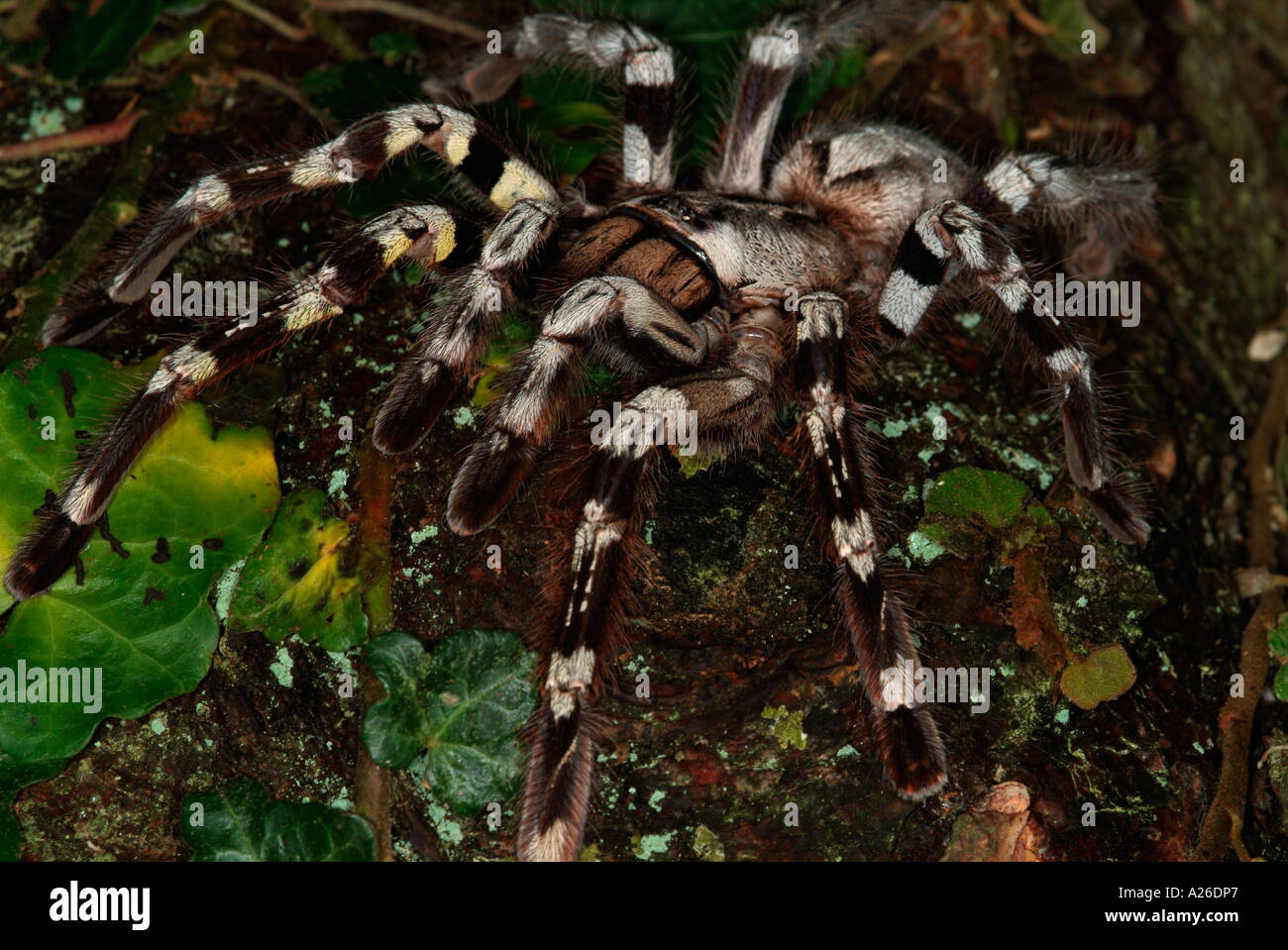 Indiano ragno ornamentali Poecilotheria regalis India Foto Stock