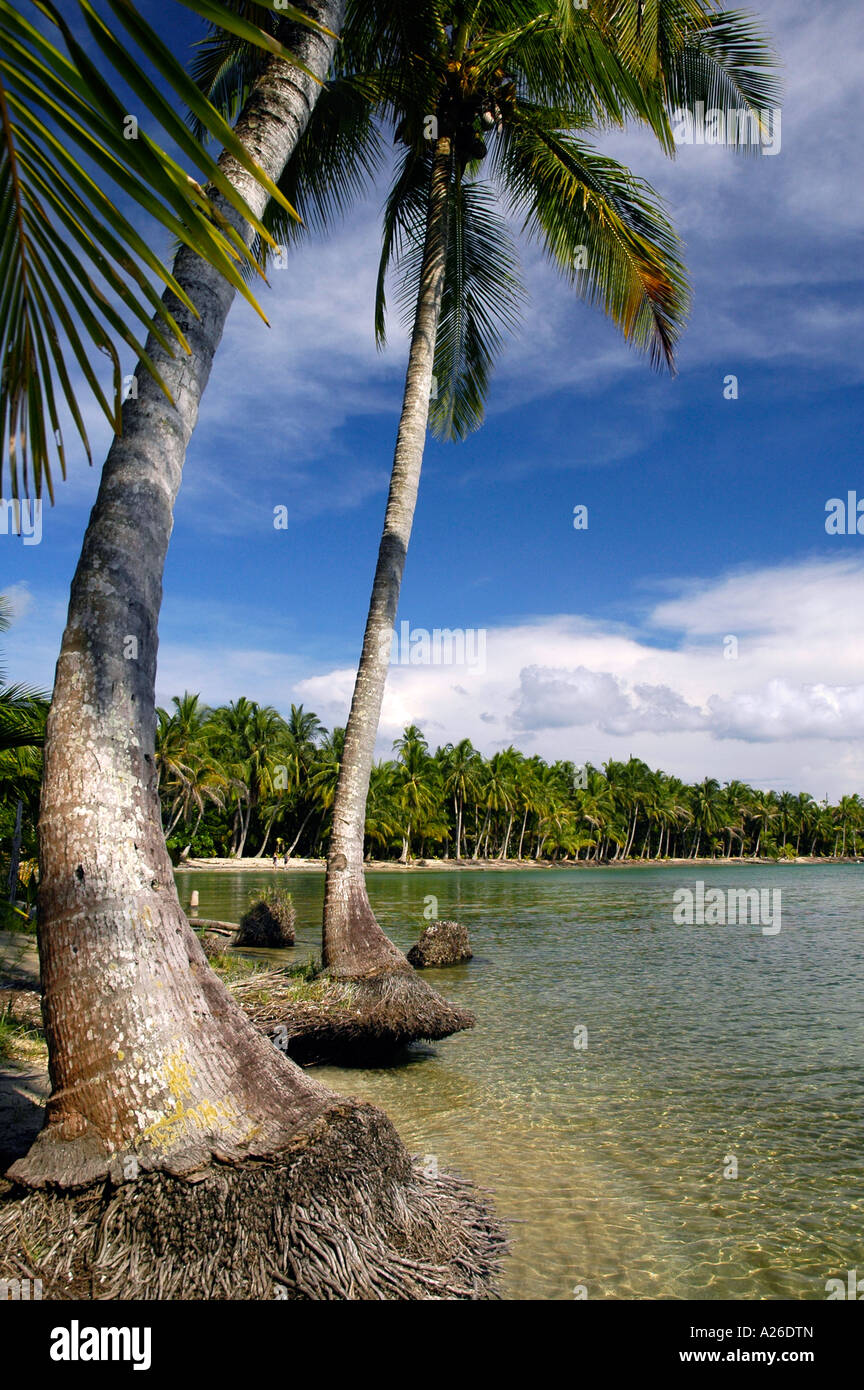 Boca del Drago spiaggia, Playa de las Estrellas, Isla Colon, Bocas del Toro arcipelago, Panama, America Centrale Foto Stock