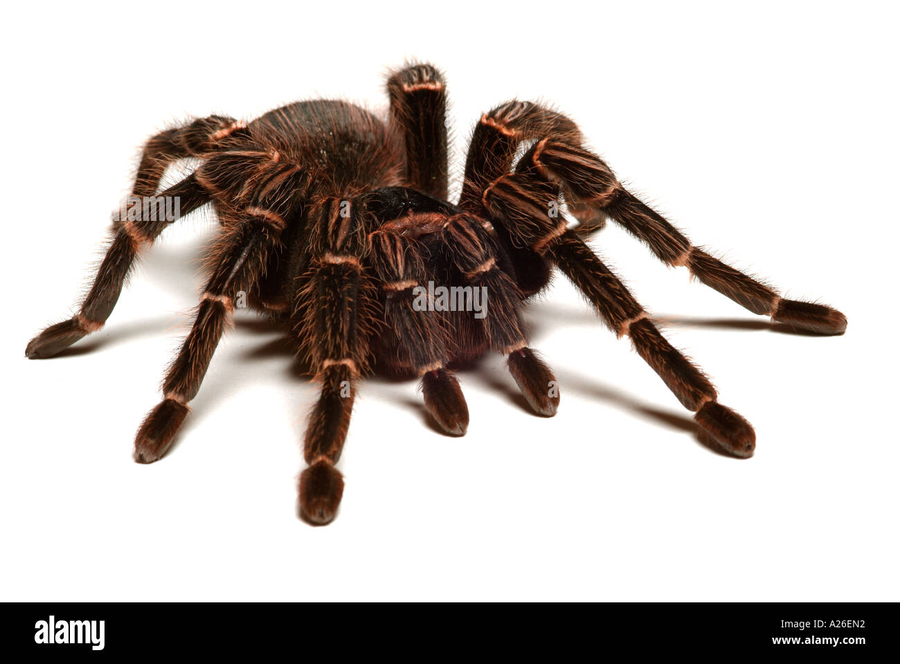 Tarantula Spider rosa salmone Bird Eating Lasiodora parhaybana Brasile America del Sud Foto Stock
