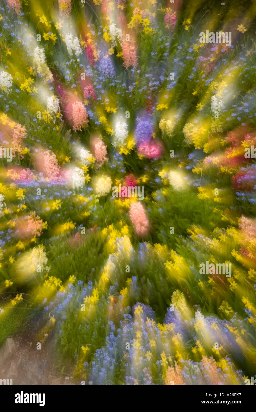 Il Giacinto fiorisce in Sunken Garden - effetto di zoom i Giardini Butchart Victoria BC Foto Stock