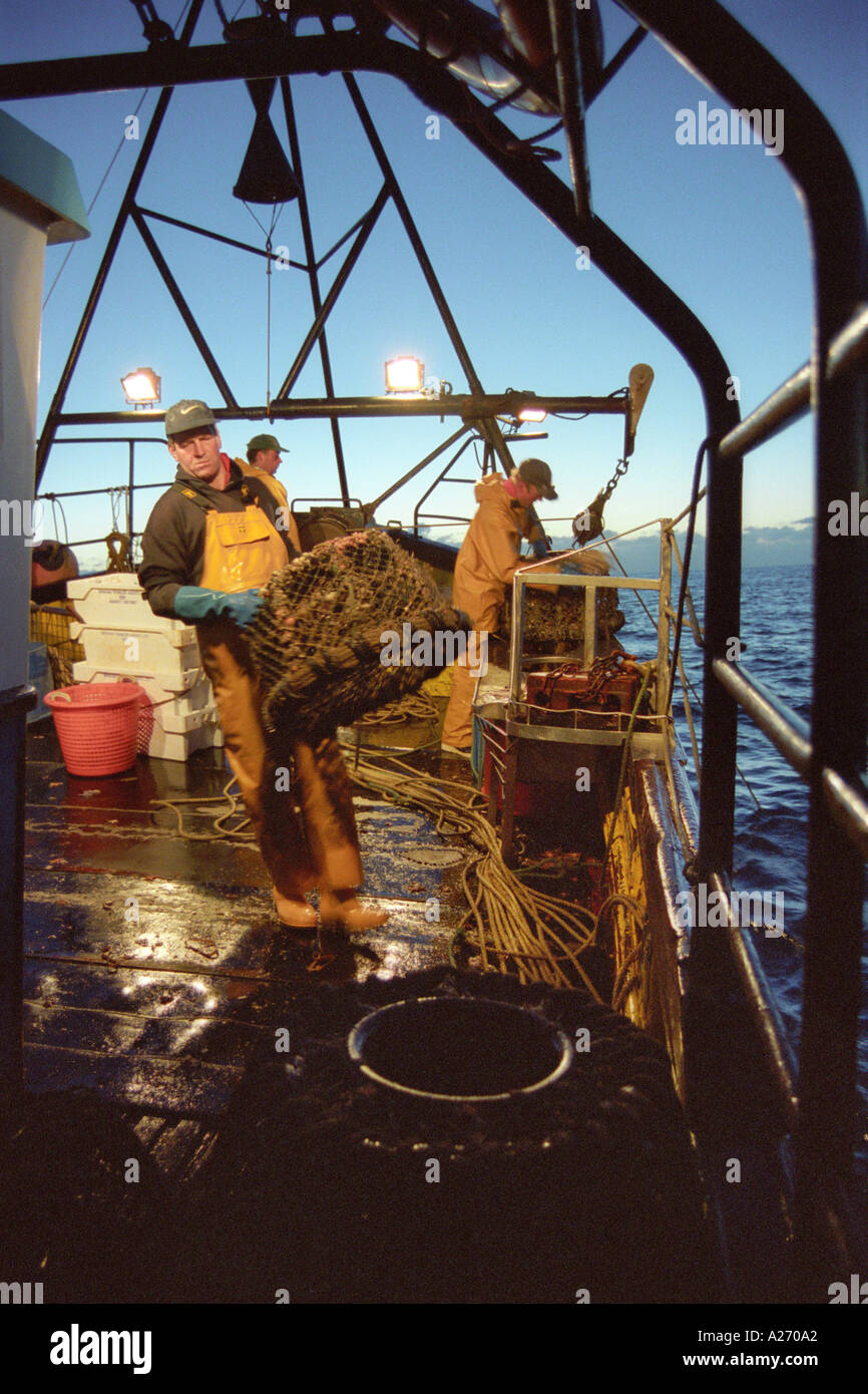 Granchio di mare pesca al largo della costa del Devon England Regno Unito Foto Stock