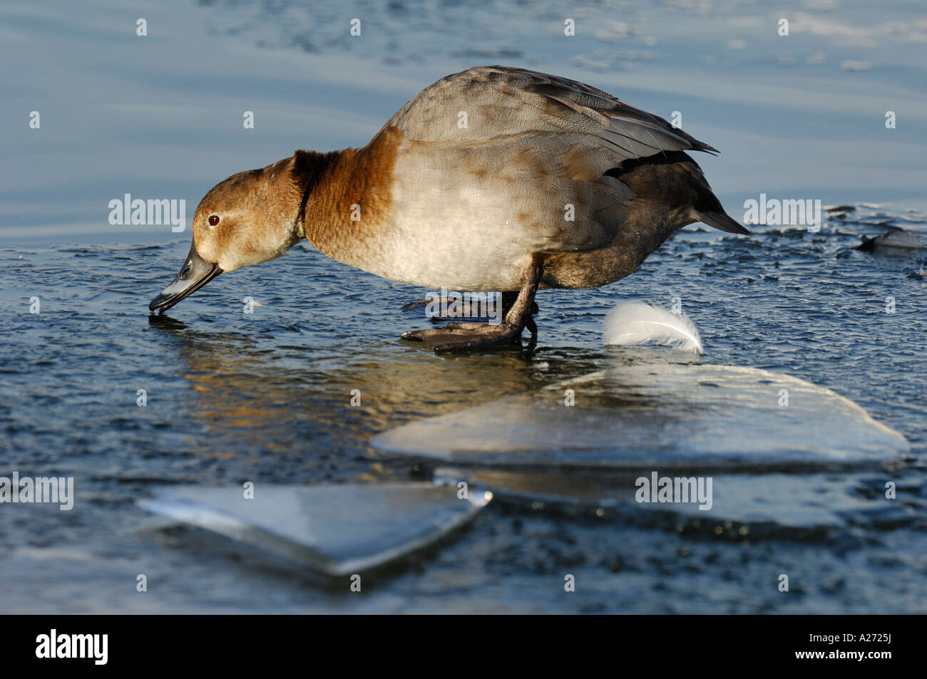 Pochard (Aythya ferina) femmina è stare su ghiaccio Foto Stock