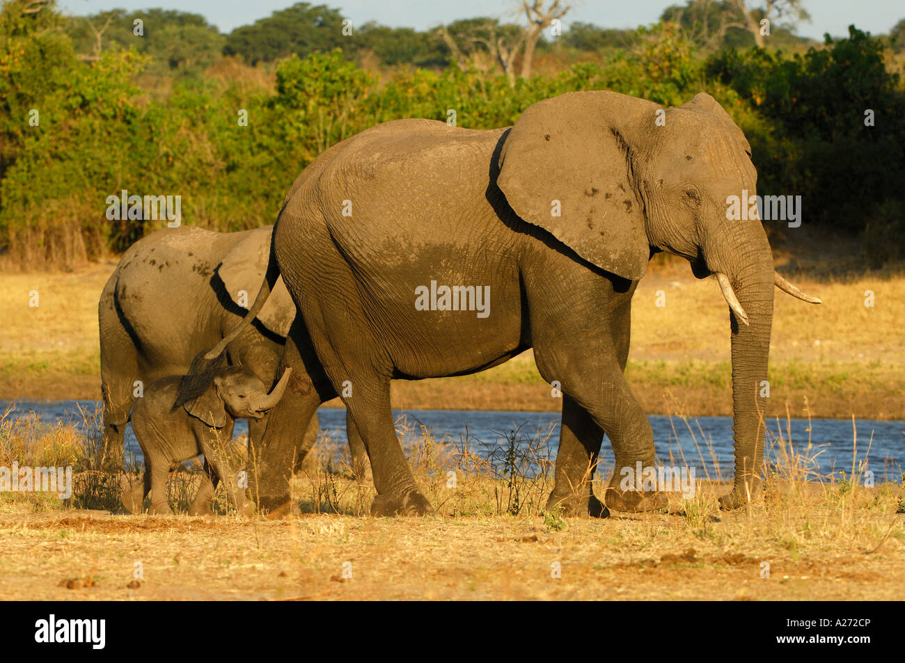 L'elefante africano (Loxodonta africana) famiglia Foto Stock
