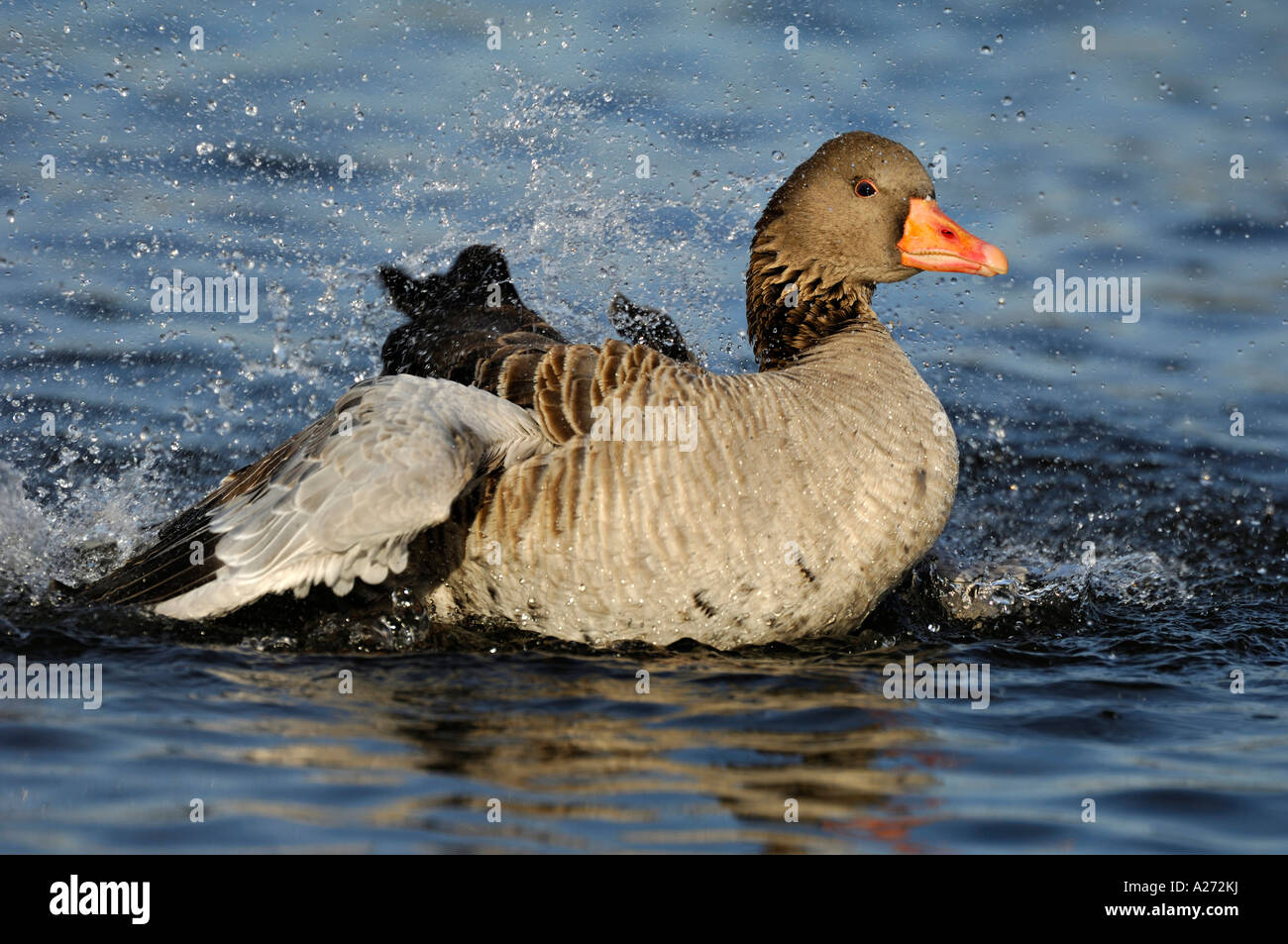 Graylag goose (Anser anser) è prendere un bagno Foto Stock