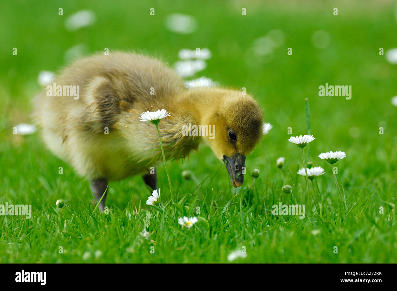 Geylag pulcino di oca (Anser anser) in daisy prato (Bellis perennis) Foto Stock