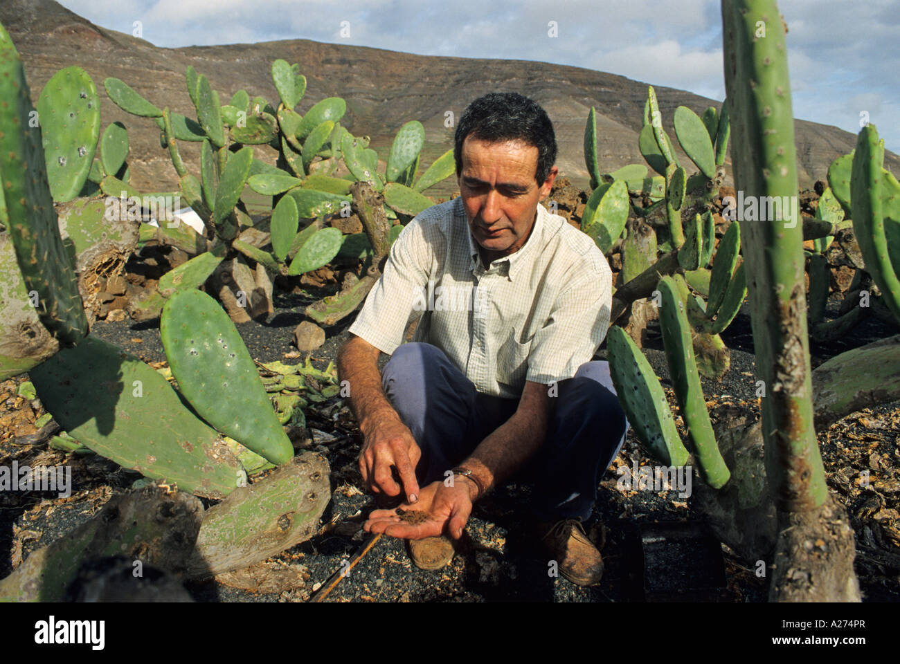 Coltivatore di tintura di pidocchi (cocciniglia Dactylopius coccus, Coccus cacti), Lanzarote, Isole Canarie, Spagna, Europa Foto Stock