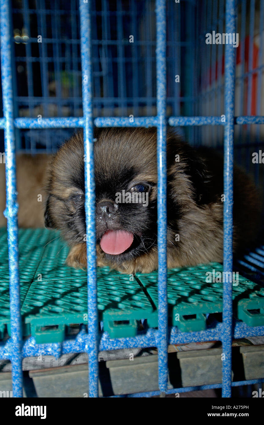 Piccolo cane per la vendita sul mercato di pak chong, Thailandia Foto Stock