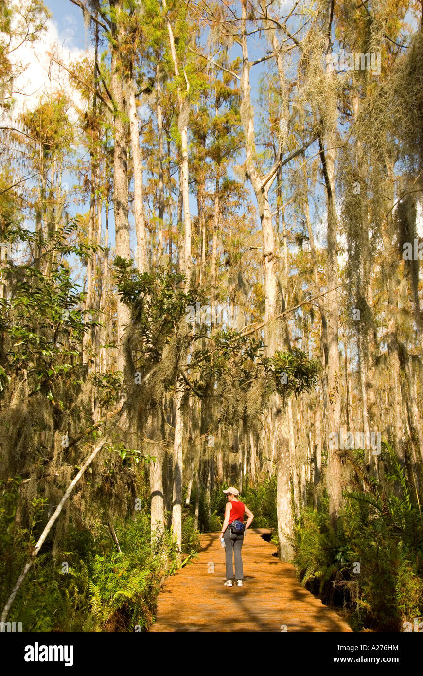 Florida Loxahatchee National Wildlife Refuge cypress swamp boardwalk Foto Stock