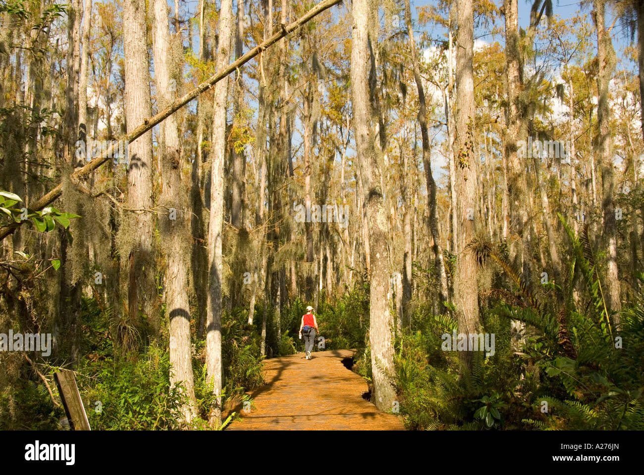Florida Loxahatchee National Wildlife Refuge cypress swamp boardwalk Foto Stock