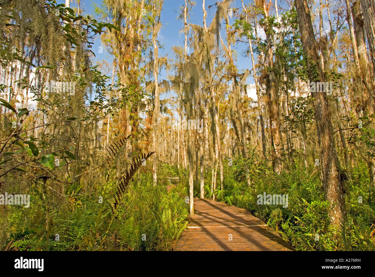 Florida Loxahatchee National Wildlife Refuge cypress swamp boardwalk Foto Stock