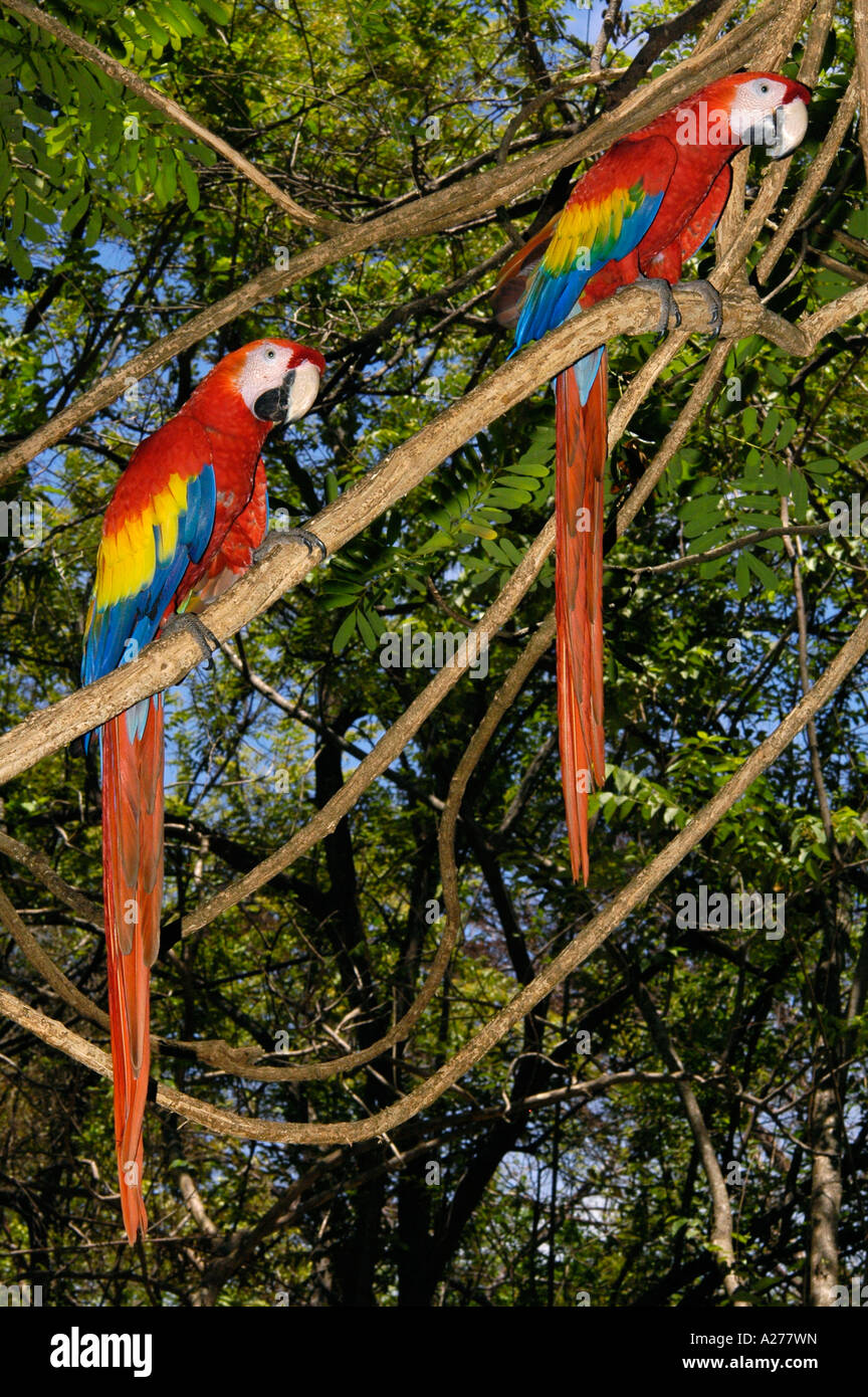 Scarlet Macaw Couple su un ramo in animale centro di salvataggio, provincia di Guanacaste, Costa Rica, America Centrale Foto Stock