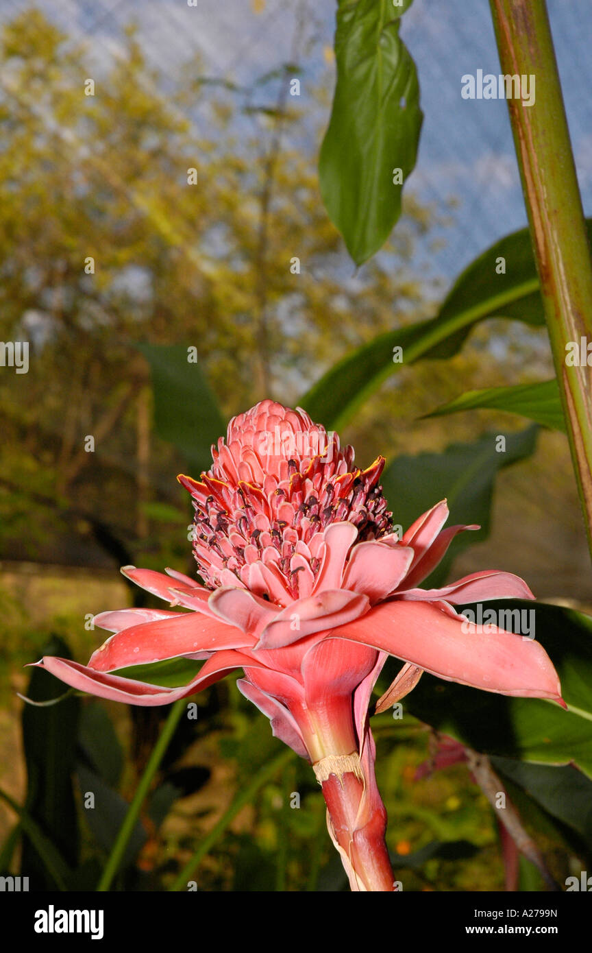 Torcia Lily Wild Ginger (Etlingera elatior), Costa Rica, America Centrale Foto Stock