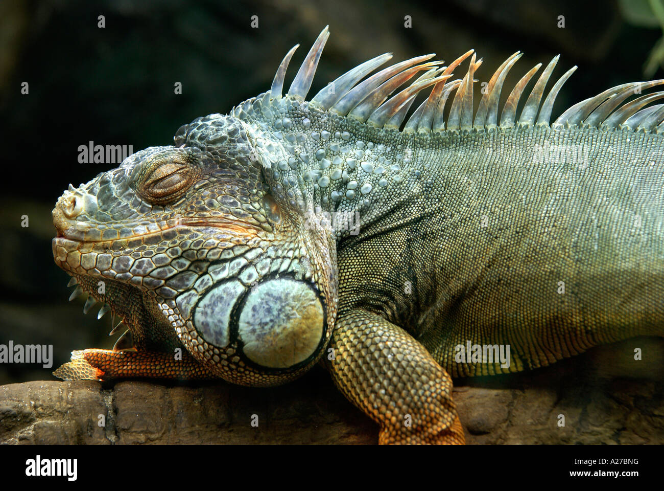 Verde (Iguana Iguana iguana), dormendo Foto Stock