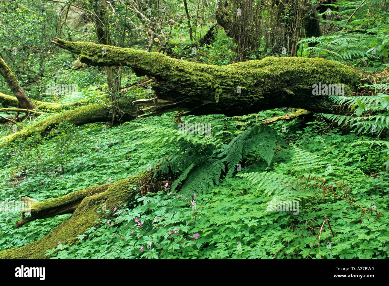 La foresta vergine con gli alberi morti, l'isola di Gomera, isole Canarie, Spagna, Europa Foto Stock