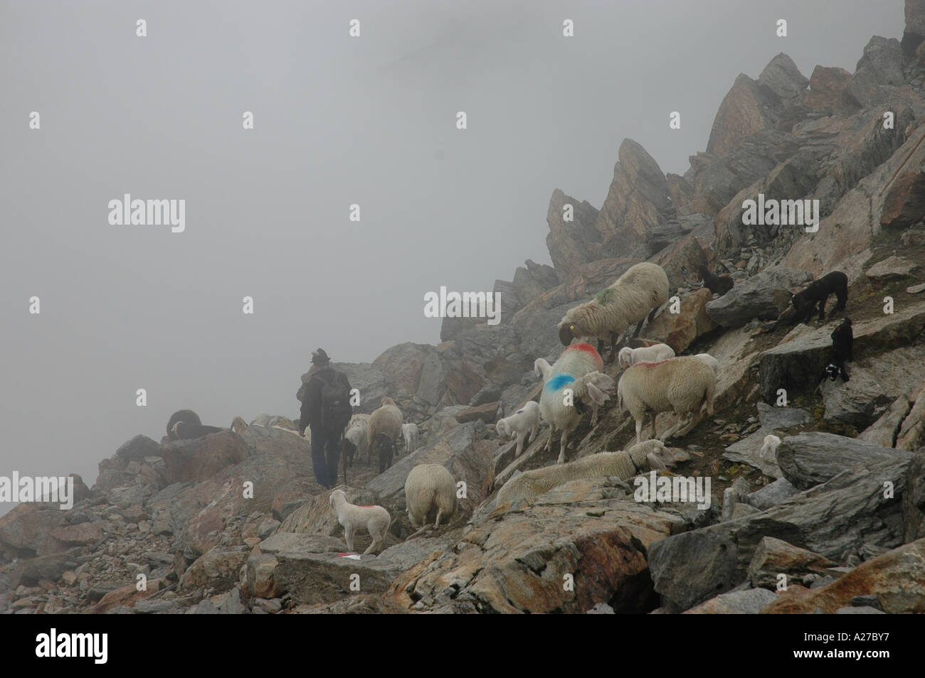Pastore italiano drive fherd uovere Niderjoch verso il ghiacciaio di Similaun in Italia è la Val Senales Foto Stock