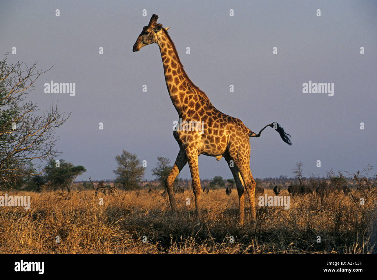 Girafe (Giraffa camelopardalis), Krueger National Park, Sud Africa e Africa Foto Stock