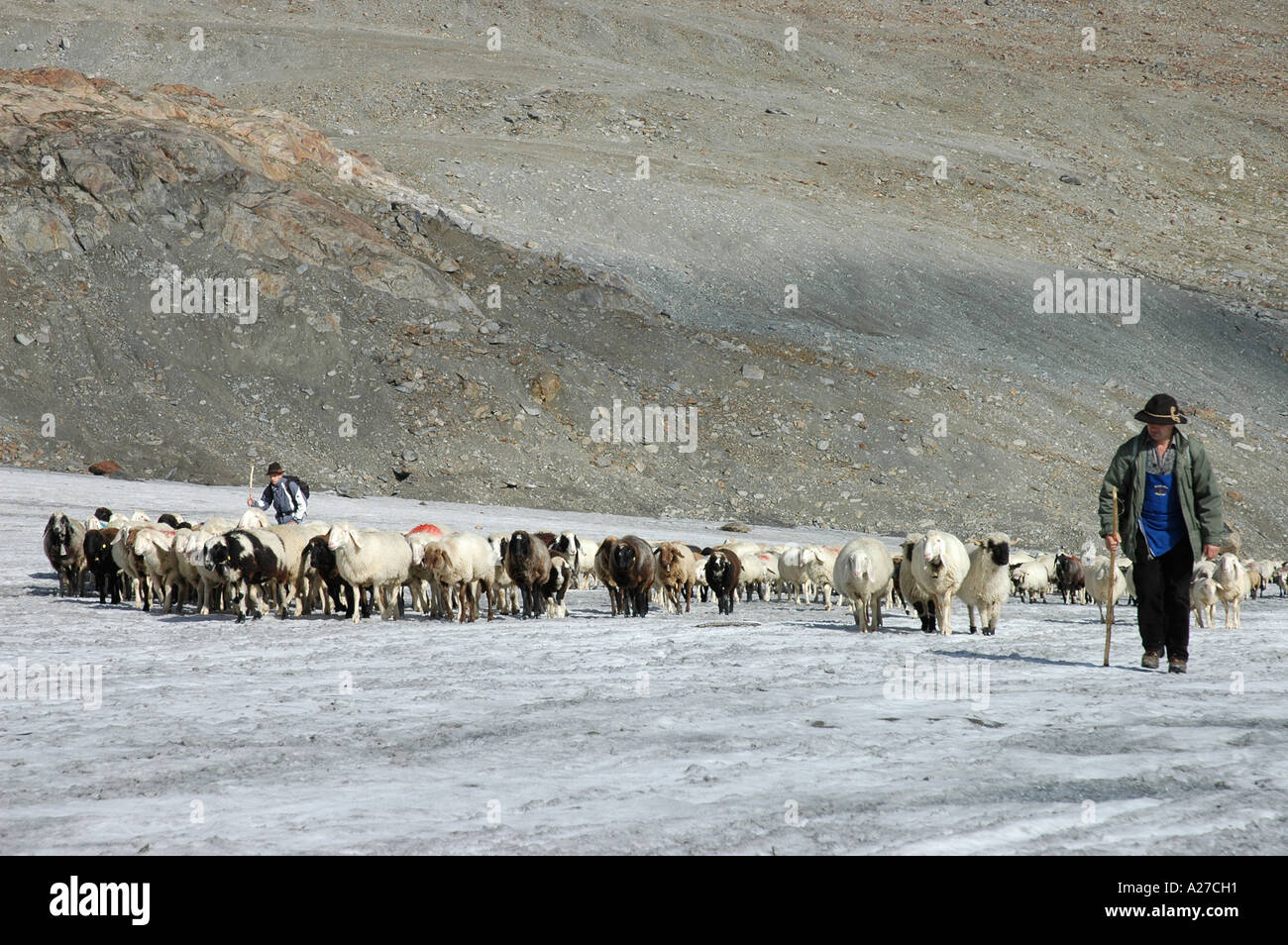 Pastore italiano drive gregge di ovini in autunno attraverso Similaun ghiacciaio in Val Senales Alto Adige Tyrolia Italia Foto Stock