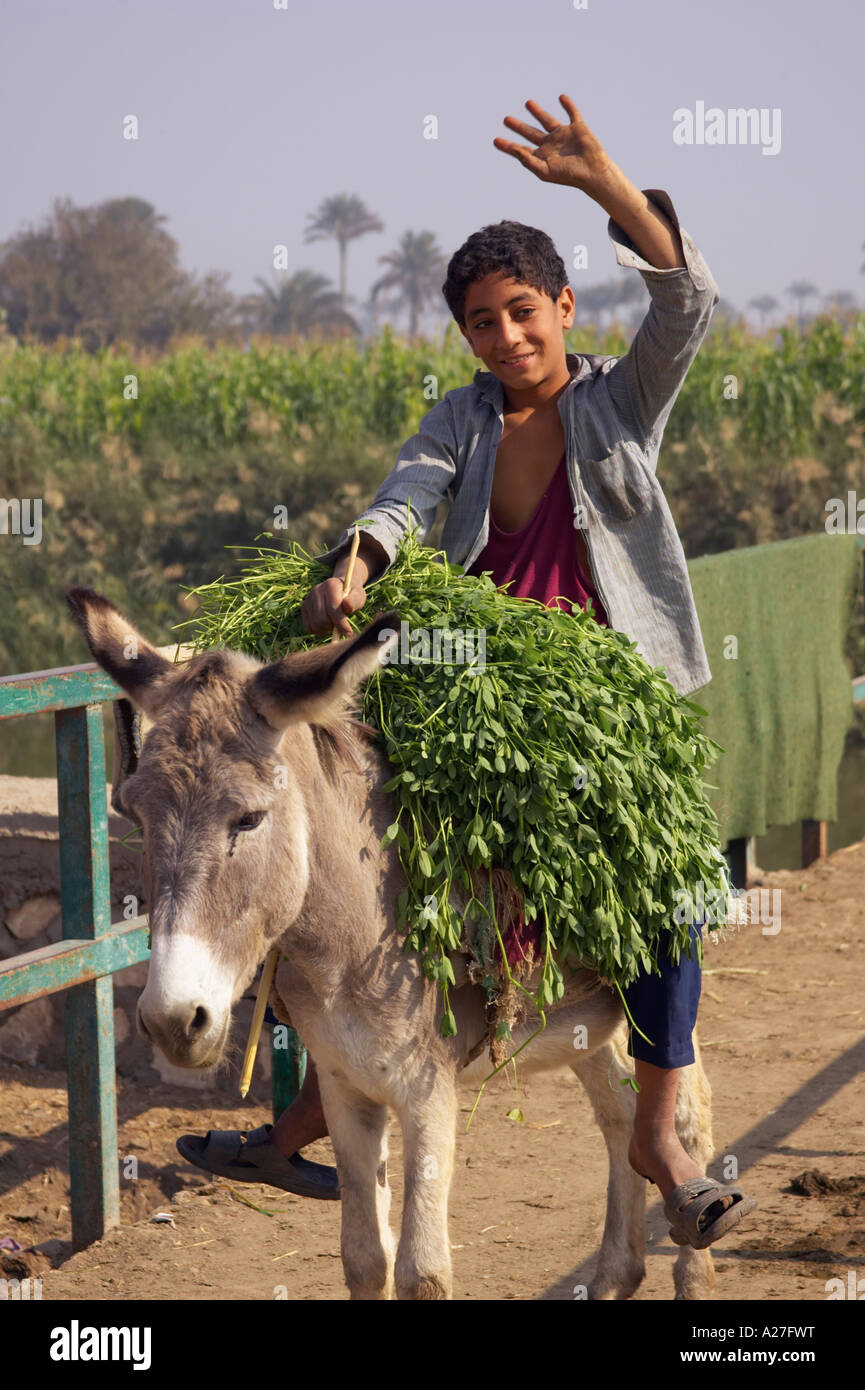 Ragazzo egiziano cavalcando un asino che trasportano produrre sventolando in telecamera Foto Stock