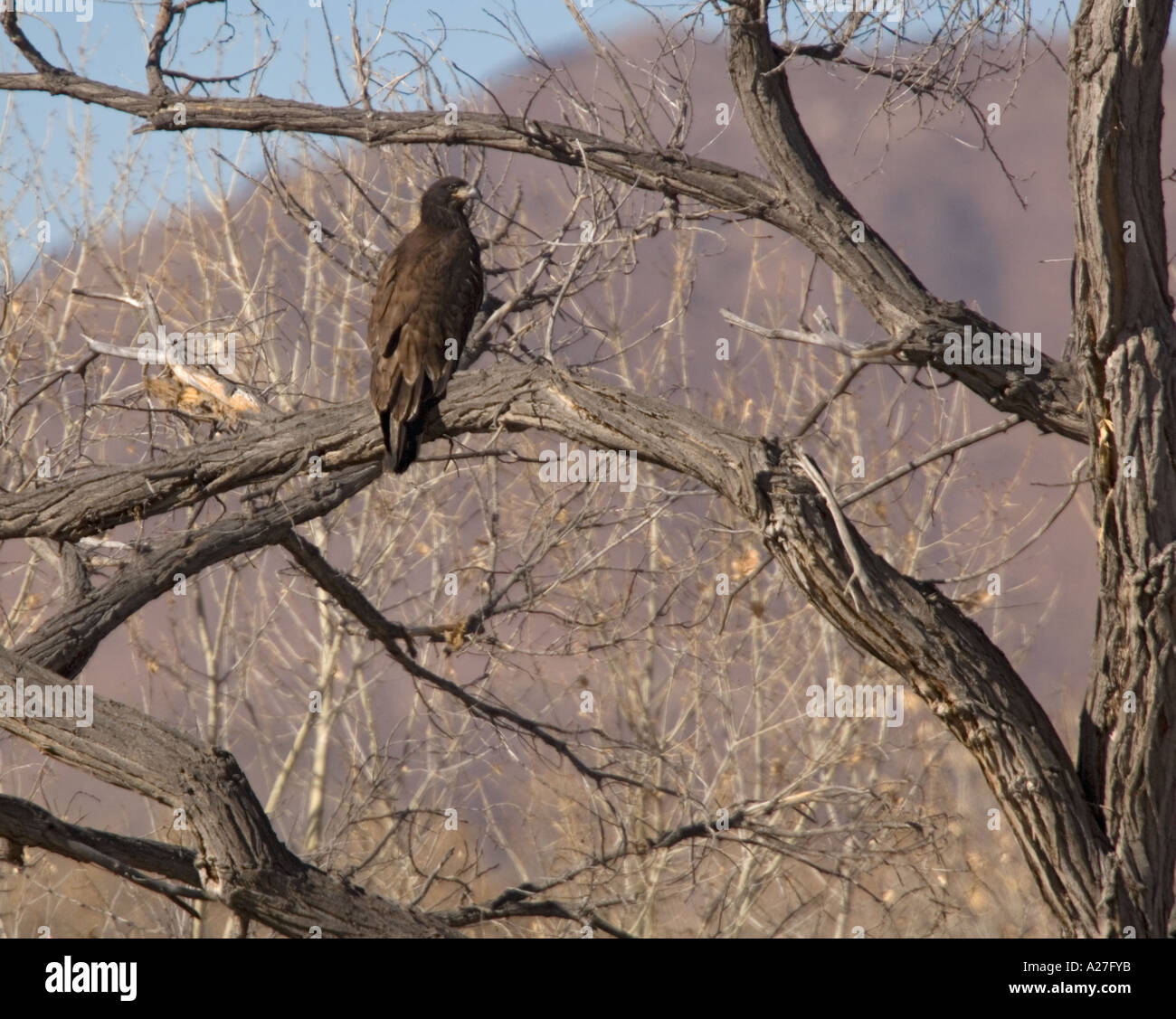 Aquila calva capretti Haliaeetus leucocephalus nella struttura ad albero Foto Stock