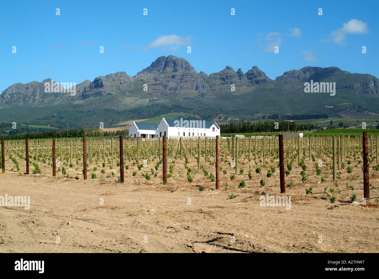 Helderberg vigneti su Webersberg tenuta vicino a Stellenbosch western cape South Africa RSA aziende vinicole Foto Stock