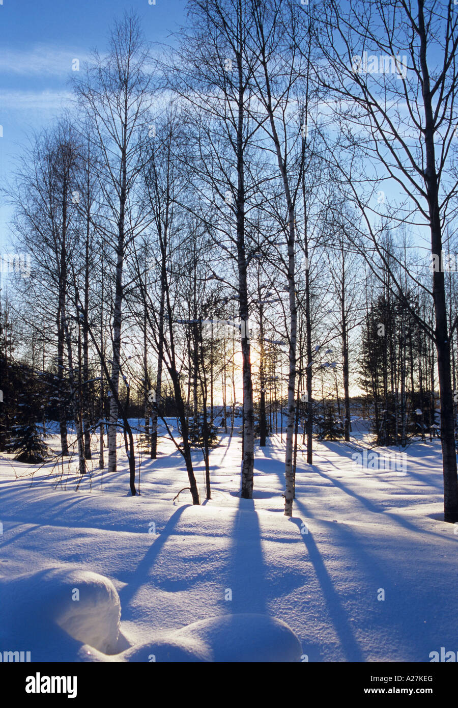Di betulle in un paesaggio invernale in Russia Foto Stock