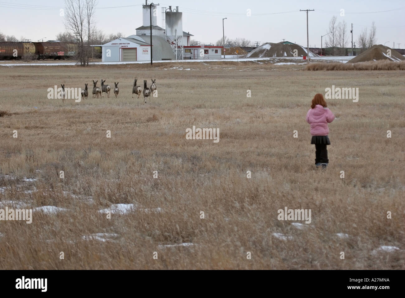 Una giovane ragazza che si avvicinano ad un piccolo allevamento di mulo sulla periferia di Assiniboia scenico in Saskatchewan in Canada Foto Stock