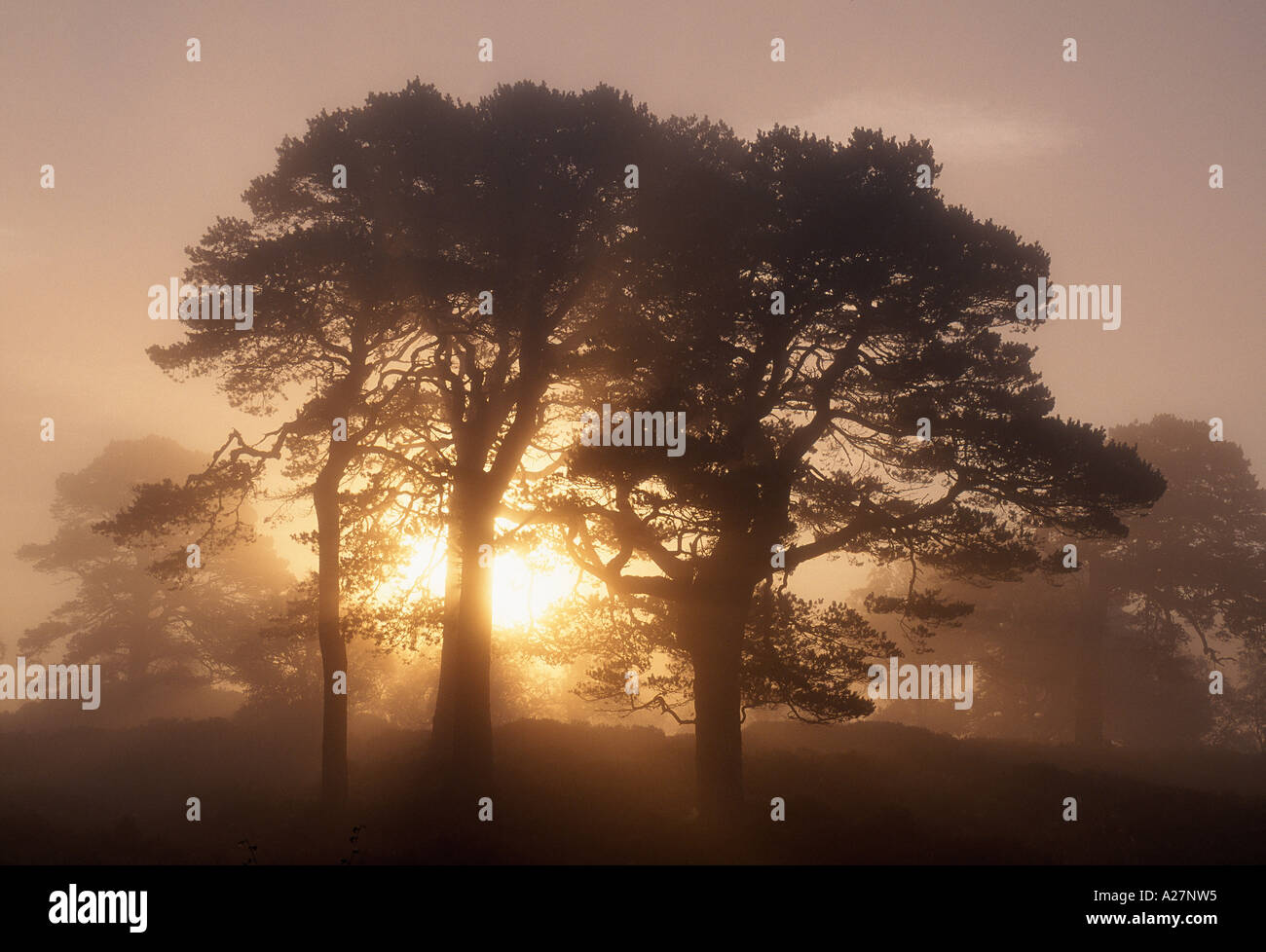 Il sorgere del sole dietro il pino silvestre Foto Stock