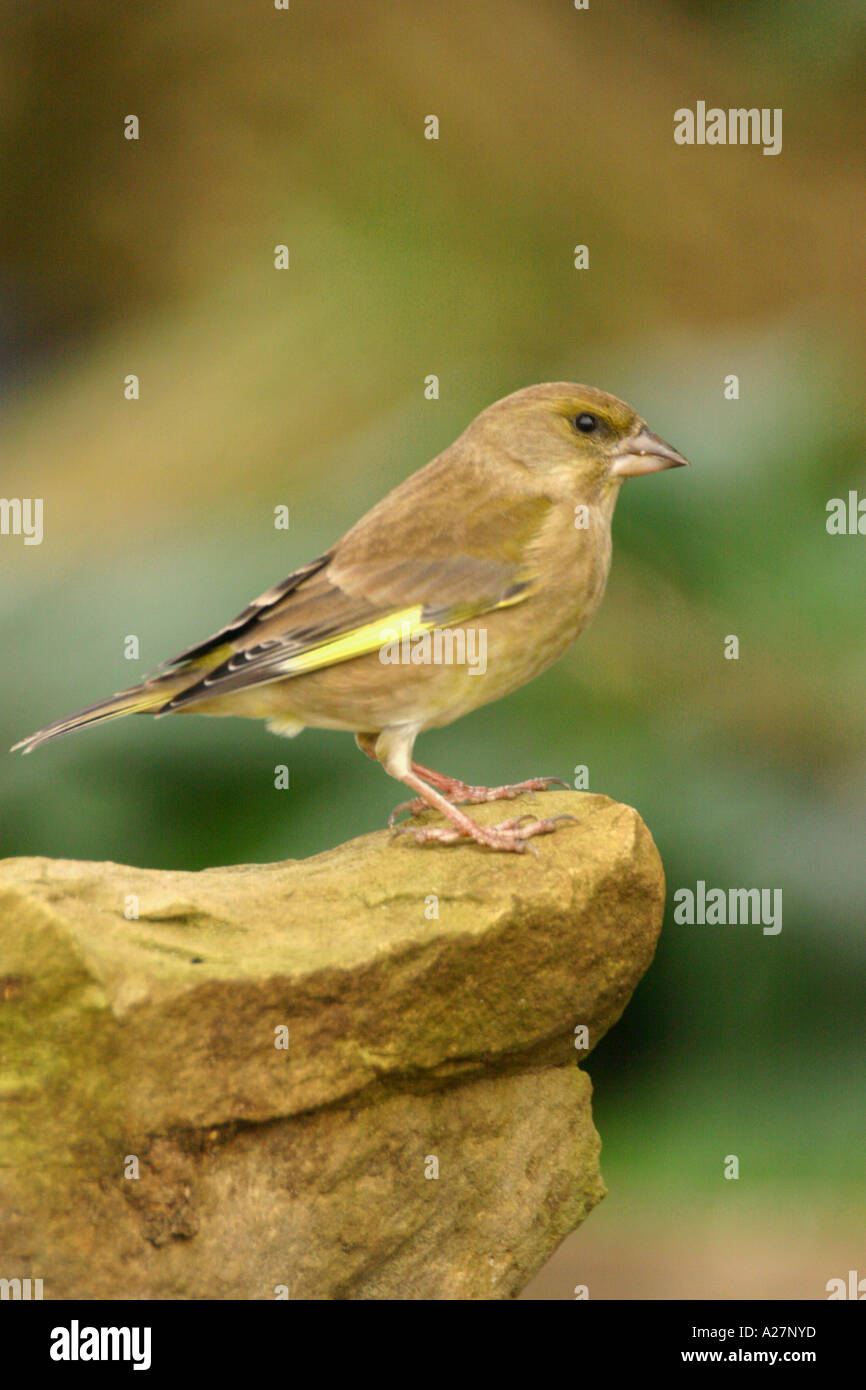 Verdone carduelis chloris Foto Stock