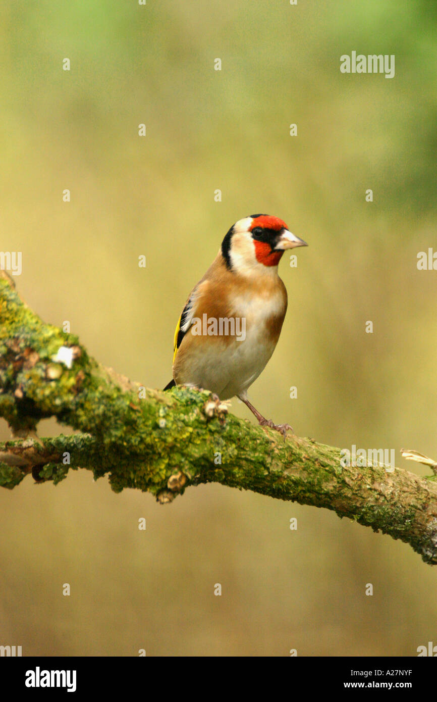 Unione cardellino carduelis carduelis su lichene ramo coperti Foto Stock