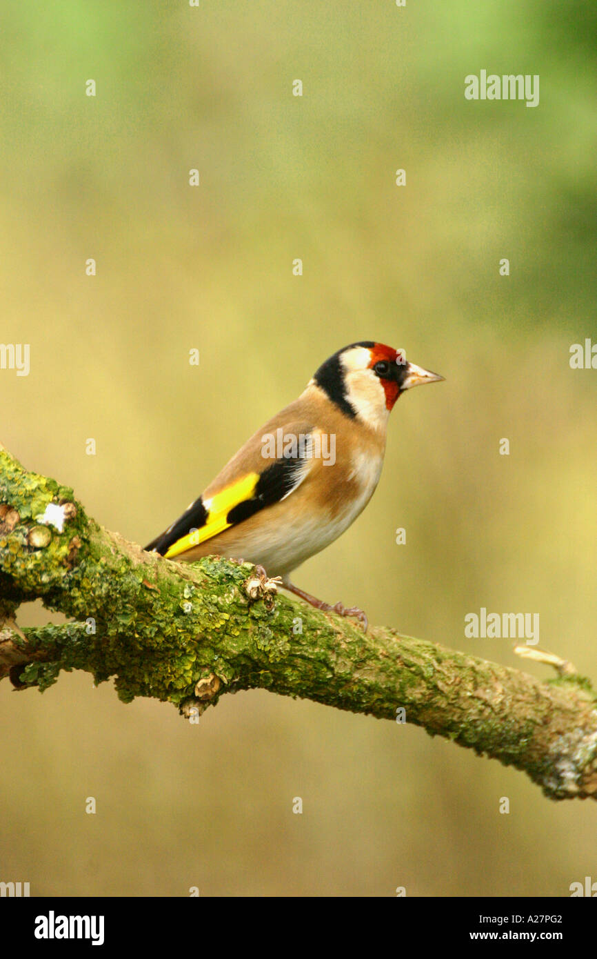 Unione cardellino carduelis carduelis su lichene ramo coperti Foto Stock