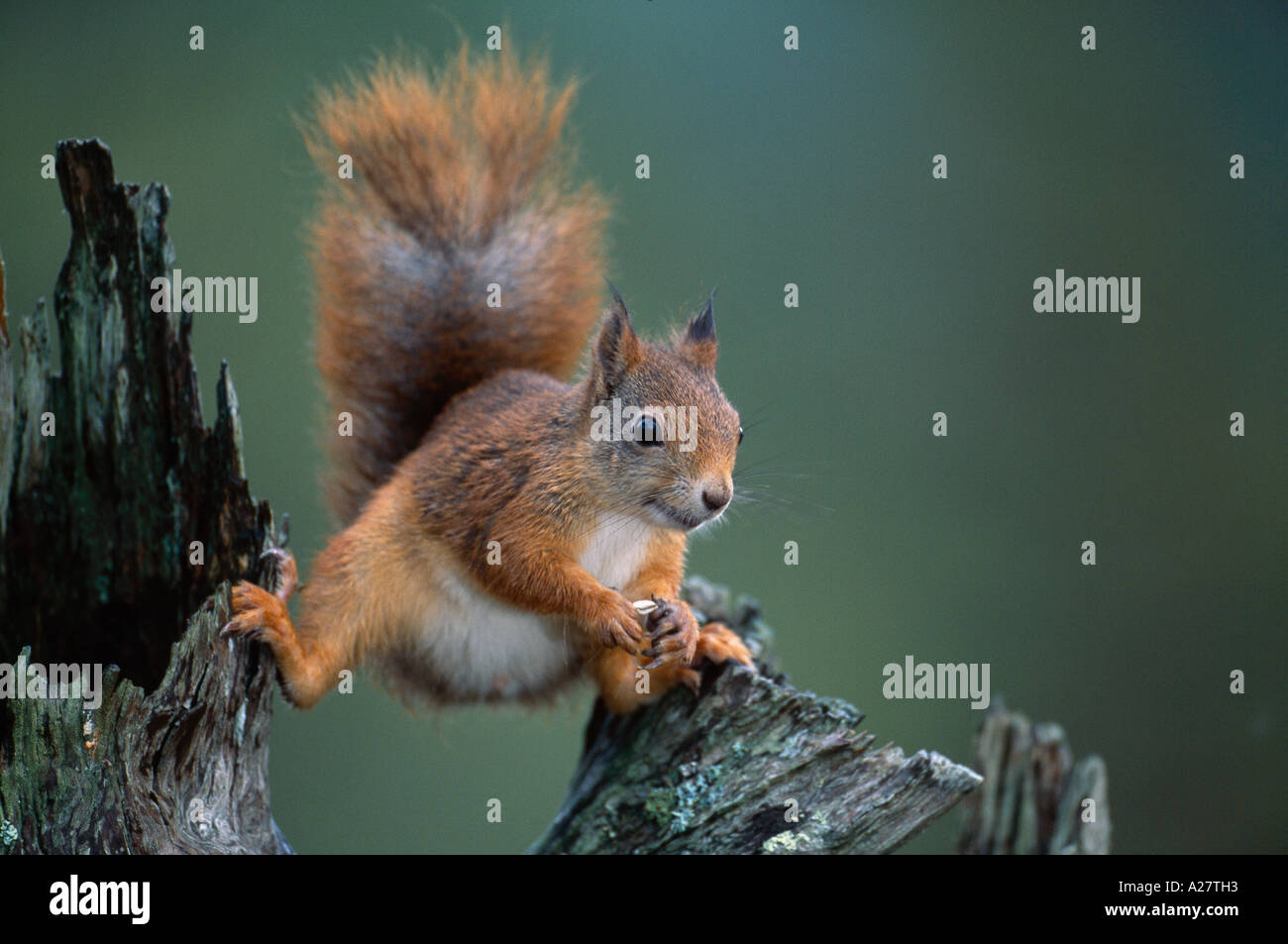 Scoiattolo rosso su Pino silvestre moncone Foto Stock